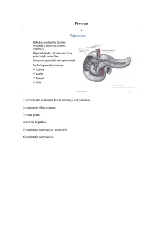 Páncreas
1 orificio del conducto biliar comun y del pancreas
2 conducto biliar comun
3 vena portal
4 arteria hepatica
5 conducto pancreatico accesorio
6 conducto pancreatico
 