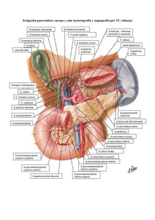 Irrigación pancreática: cuerpo y cola (arteriografía y angiografía por TC celíacas)
A.hepatica intermedia
A.hepatica propia
A.hepatica derecha
A.cistica
vesícula biliar
triangulo cistohepatico
A.hepatica izquierda
V.porta hepatica
A.hepatica comun
A.gastrica
izquierda A.gastricas
cortas
A.frenicas inferiores
derechas e izquierda
T. celiaco
aorta abdominal
C. cistico
C. hepatico comun
C. coledoco
A.gastrica derecha
A.supraduodenal
A.gastroduodenal
A.pancreatoduodenal
superior posterior
A.pancreatoduodenal
superior anterior
A.gastroomental derecha
A.gastroomental
izquierda
A.de la cola del pancreas
A.pancreatica mayor
A.esplenica
A.pancreatica dorsal
A.pancreatica inferior
R.anastomotica
A.colica media
A.mesenterica superior
A.pancreatoduodenal inferior
A.pancreatoduodenal
inferior posterior
A.pancreatoduodenal
inferior anterior
 