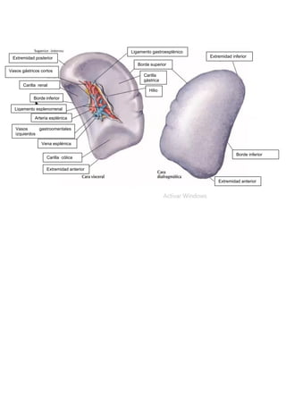 Extremidad posterior
Vasos gástricos cortos
Carilla renal
Borde inferior
Ligamento esplenorrenal
Arteria esplénica
Vasos gastroomentales
izquierdos
Vena esplénica
Carilla cólica
Extremidad anterior
Extremidad anterior
Borde inferior
Extremidad inferior
Ligamento gastroesplénico
Borde superior
Carilla
gástrica
Hilio
 