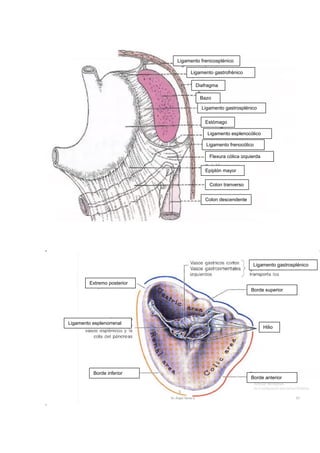 Ligamento frenicosplénico
Ligamento gastrosplénico
Diafragma
Bazo
Ligamento gastrofrénico
Estómago
Ligamento esplenocólico
Ligamento frenocólico
Flexura cólica izquierda
Epiplón mayor
Colon tranverso
Colon descendente
Extremo posterior
Ligamento esplenorrenal
Borde inferior
Borde anterior
Hilio
Borde superior
Ligamento gastrosplénico
 