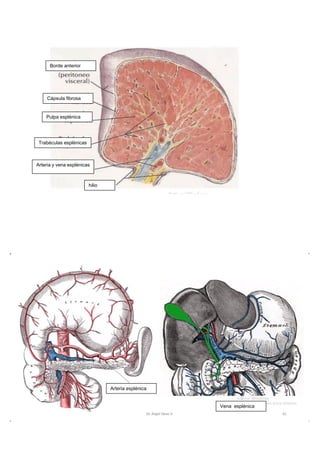 Borde anterior
Cápsula fibrosa
Pulpa esplénica
Trabéculas esplénicas
Arteria y vena esplénicas
hilio
Arteria esplénica
Vena esplénica
 