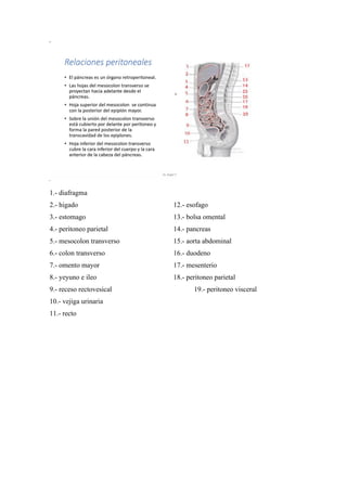1.- diafragma
2.- higado 12.- esofago
3.- estomago 13.- bolsa omental
4.- peritoneo parietal 14.- pancreas
5.- mesocolon transverso 15.- aorta abdominal
6.- colon transverso 16.- duodeno
7.- omento mayor 17.- mesenterio
8.- yeyuno e ileo 18.- peritoneo parietal
9.- receso rectovesical 19.- peritoneo visceral
10.- vejiga urinaria
11.- recto
 