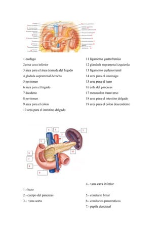 1 esofago
2vena cava inferior
3 area para el área desnuda del higado
4 gladula suprarrenal derecha
5 peritoneo
6 area para el higado
7 duodeno
8 peritoneo
9 area para el colon
10 area para el intestino delgado
11 ligamento gastrofrenico
12 glandula suprarrenal izquierda
13 ligamento esplenorrenal
14 area para el estomago
15 area para el bazo
16 cola del pancreas
17 mesocolon transverso
18 area para el intestino delgado
19 area para el colon descendente
1.- bazo
2.- cuerpo del pancreas
3.- vena aorta
4.- vena cava inferior
5.- conducto biliar
6.- conductos pancreaticos
7.- papila duodenal
1
2
3
4
5
6
7
8
9
10
11
12
13
14
15
16
17
18
19
 