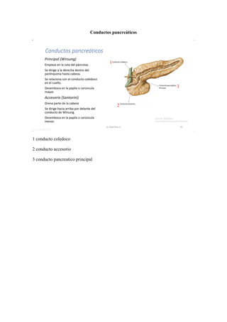 Conductos pancreáticos
1 conducto coledoco
2 conducto accesorio
3 conducto pancreatico principal
1
2
3
 
