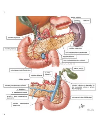 nodulos gastricos
izquierdos
nodulos hepaticos
nodulos piloricos
nodulos pancreatoduodenales
nodulos esplenicos
nodulos pancreaticos superiores
nodulos celiacos
nodulos mesentericos superiores
nodulo cistico
V. porta
hepatica
nodulos celiacos
nodulos pancreaticos superiores nodulos hepaticos alrededor de
los conductos biliares y arteria
hepatica propia
nodulos pancreatoduodenales
V. esplenica
V. mesenterica inferior
arteria y vena mesentericas
superiores
nodulos mesentericos
superiores
 