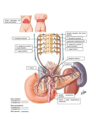 Áreas habituales de
dolor pancreatico
T. simpatico derecho
ganglio sensitivo del nervio
espinal
T. simpatico izquierdo
segmentos medulares t5-t9
N. esplácnico torácico
mayor derecho
N. esplacnico toracico
mayor izquierdo
T. vagal anterior
T. vagal posterior
ganglios celiacos
A.esplenica
T. celiaco
ganglio mesenterico
superior
Arteria y plexo mesentericos
superiores
 