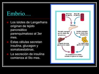 Embrio…Los islotes de Langerhans originan de tejido pancreático parenquimatoso al 3er mes.Estas células secretan insulina, glucagon y somatoestatinas. La secreción de insulina comienza al 5to mes.
