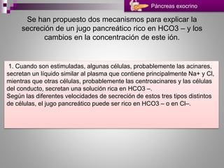 Se han propuesto dos mecanismos para explicar la
secreción de un jugo pancreático rico en HCO3 – y los
cambios en la concentración de este ión.
1. Cuando son estimuladas, algunas células, probablemente las acinares,
secretan un líquido similar al plasma que contiene principalmente Na+ y Cl,
mientras que otras células, probablemente las centroacinares y las células
del conducto, secretan una solución rica en HCO3 –.
Según las diferentes velocidades de secreción de estos tres tipos distintos
de células, el jugo pancreático puede ser rico en HCO3 – o en Cl–.
Páncreas exocrino
 
