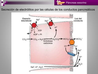 Páncreas exocrino
Secreción de electrólitos por las células de los conductos pancreáticos
 