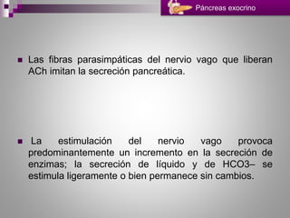  Las fibras parasimpáticas del nervio vago que liberan
ACh imitan la secreción pancreática.
 La estimulación del nervio vago provoca
predominantemente un incremento en la secreción de
enzimas; la secreción de líquido y de HCO3– se
estimula ligeramente o bien permanece sin cambios.
Páncreas exocrino
 