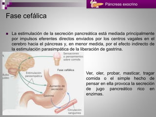 Fase cefálica
 La estimulación de la secreción pancreática está mediada principalmente
por impulsos eferentes directos enviados por los centros vagales en el
cerebro hacia el páncreas y, en menor medida, por el efecto indirecto de
la estimulación parasimpática de la liberación de gastrina.
Páncreas exocrino
Ver, oler, probar, masticar, tragar
comida o el simple hecho de
pensar en ella provoca la secreción
de jugo pancreático rico en
enzimas.
 