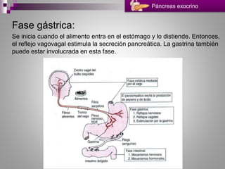 Fase gástrica:
Se inicia cuando el alimento entra en el estómago y lo distiende. Entonces,
el reflejo vagovagal estimula la secreción pancreática. La gastrina también
puede estar involucrada en esta fase.
Páncreas exocrino
 