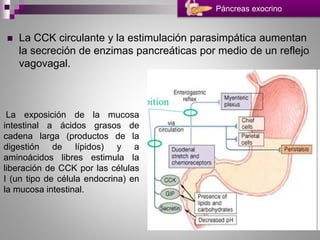  La CCK circulante y la estimulación parasimpática aumentan
la secreción de enzimas pancreáticas por medio de un reflejo
vagovagal.
Páncreas exocrino
La exposición de la mucosa
intestinal a ácidos grasos de
cadena larga (productos de la
digestión de lípidos) y a
aminoácidos libres estimula la
liberación de CCK por las células
I (un tipo de célula endocrina) en
la mucosa intestinal.
 