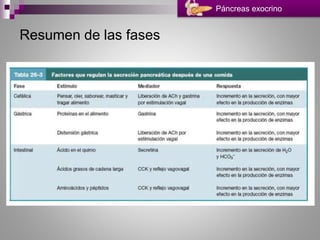 Páncreas exocrino
Resumen de las fases
 