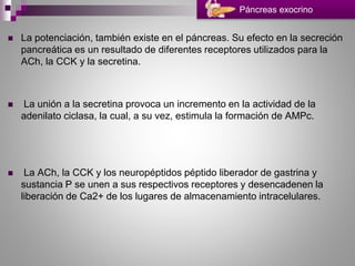  La potenciación, también existe en el páncreas. Su efecto en la secreción
pancreática es un resultado de diferentes receptores utilizados para la
ACh, la CCK y la secretina.
 La unión a la secretina provoca un incremento en la actividad de la
adenilato ciclasa, la cual, a su vez, estimula la formación de AMPc.
 La ACh, la CCK y los neuropéptidos péptido liberador de gastrina y
sustancia P se unen a sus respectivos receptores y desencadenen la
liberación de Ca2+ de los lugares de almacenamiento intracelulares.
Páncreas exocrino
 