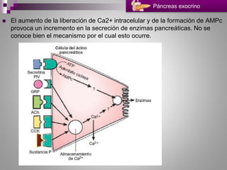 El aumento de la liberación de Ca2+ intracelular y de la formación de AMPc
provoca un incremento en la secreción de enzimas pancreáticas. No se
conoce bien el mecanismo por el cual esto ocurre.
Páncreas exocrino
 