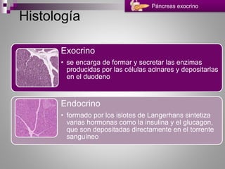 Histología
Exocrino
• se encarga de formar y secretar las enzimas
producidas por las células acinares y depositarlas
en el duodeno
Endocrino
• formado por los islotes de Langerhans sintetiza
varias hormonas como la insulina y el glucagon,
que son depositadas directamente en el torrente
sanguíneo
Páncreas exocrino
 