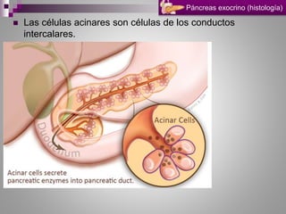  Las células acinares son células de los conductos
intercalares.
Páncreas exocrino (histología)
 