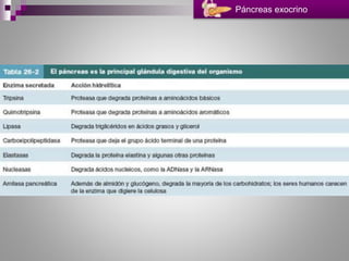 Páncreas exocrino
 