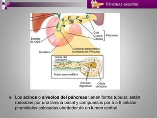  Los acinos o alveolos del páncreas tienen forma tubular, están
rodeados por una lámina basal y compuestos por 5 a 8 células
piramidales colocadas alrededor de un lumen central.
Páncreas exocrino
 