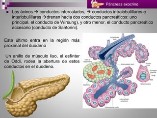  Los ácinos  conductos intercalados,  conductos intralobulillares e
interlobulillares drenan hacia dos conductos pancreáticos: uno
principal, el conducto de Wirsung), y otro menor, el conducto pancreático
accesorio (conducto de Santorini).
Páncreas exocrino
Este último entra en la región más
proximal del duodeno
Un anillo de músculo liso, el esfínter
de Oddi, rodea la abertura de estos
conductos en el duodeno.
 
