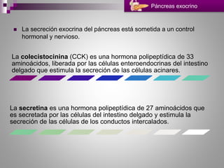  La secreción exocrina del páncreas está sometida a un control
hormonal y nervioso.
Páncreas exocrino
La colecistocinina (CCK) es una hormona polipeptídica de 33
aminoácidos, liberada por las células enteroendocrinas del intestino
delgado que estimula la secreción de las células acinares.
La secretina es una hormona polipeptídica de 27 aminoácidos que
es secretada por las células del intestino delgado y estimula la
secreción de las células de los conductos intercalados.
 