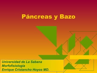Páncreas y Bazo




Universidad de La Sabana
Morfofisiología
Enrique Cristancho Hoyos MD.
 