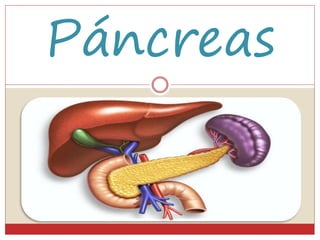 Páncreas 
 