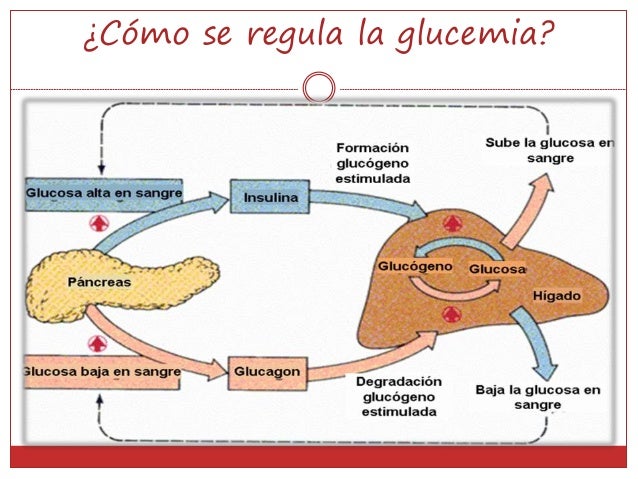 Páncreas y glándulas suprarrenales power Páncreas y glándulas suprarrenales power