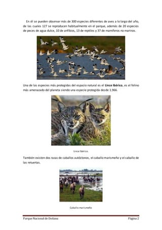 Parque Nacional de Doñana Página 2
En él se pueden observar más de 300 especies diferentes de aves a lo largo del año,
de las cuales 127 se reproducen habitualmente en el parque, además de 20 especies
de peces de agua dulce, 10 de anfibios, 13 de reptiles y 37 de mamíferos no marinos.
Una de las especies más protegidas del espacio natural es el Lince Ibérico, es el felino
más amenazado del planeta siendo una especie protegida desde 1.966.
Lince Ibérico.
También existen dos razas de caballos autóctonos, el caballo marismeño y el caballo de
las retuertas.
Caballo marismeño
 