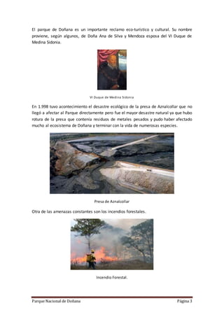 Parque Nacional de Doñana Página 3
El parque de Doñana es un importante reclamo eco-turístico y cultural. Su nombre
proviene, según algunos, de Doña Ana de Silva y Mendoza esposa del VI Duque de
Medina Sidonia.
VI Duque de Medina Sidonia
En 1.998 tuvo acontecimiento el desastre ecológico de la presa de Aznalcollar que no
llegó a afectar al Parque directamente pero fue el mayor desastre natural ya que hubo
rotura de la presa que contenía residuos de metales pesados y pudo haber afectado
mucho al ecosistema de Doñana y terminar con la vida de numerosas especies.
Presa de Aznalcollar
Otra de las amenazas constantes son los incendios forestales.
Incendio Forestal.
 