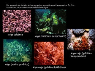 Por su condición de islas, éstas presentan un amplio ecosistema marino. En éste ecosistema encontramos unas variadísimas algas. Alga calcárea Alga (laminaria ochloreauca) Alga (pavina pavónica) Alga roja (gelidium latifolium) Alga roja (gelidium sesquipedale) 