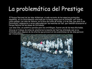 La problemática del Prestige El Parque Nacional de las islas Atlánticas, el más reciente de los espacios protegidos españoles, se vio directamente afectado por la marea negra que se extendió  por toda la costa gallega. Las islas de Sálvora, en la boca de la Ría de Arosa, y la de Ons, que abre la de Pontevedra, empezaron a verse salpicadas por las manchas de fuel, que también alcanzaron el Parque Natural de las dunas de Corrubedo. Las islas Cíes, un auténtico paraíso para los ornitólogos ,fueron una de las mas afectadas. Gracias al trabajo de miles de voluntarios la mancha de fuel fue eliminada casi en su totalidad, pero algunos de los efectos que provocó en los ecosistemas de las islas parecen ser irreversibles. 