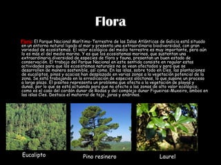 Flora Flora : El Parque Nacional Marítimo-Terrestre de las Islas Atlánticas de Galicia está situado en un entorno natural ligado al mar y presenta una extraordinaria biodiversidad, con gran variedad de ecosistemas. El valor ecológico del medio terrestre es muy importante, pero aún lo es más el del medio marino. Y es que los ecosistemas marinos, que sustentan una extraordinaria diversidad de especies de flora y fauna, presentan un buen estado de conservación. El trabajo del Parque Nacional en este sentido consiste en regular estas actividades para que los ecosistemas naturales no se vean afectados y para que se desarrollen de manera sostenible, así como. En las islas, sobre todo en Cíes, las plantaciones de eucaliptos, pinos y acacias han desplazado en varias zonas a la vegetación potencial de la zona. Se está trabajando en la erradicación de especies alóctonas, lo que supone un proceso a largo plazo. El pisoteo representa un problema que afecta a la vegetación de playas y dunas, por lo que se está actuando para que no afecte a las zonas de alto valor ecológico, como es el caso del cordón dunar de Rodas y del complejo dunar Figueiras-Muxeiro, ambos en las islas Cíes. Destaca el matorral de tojo, jaras y endrinos. Eucalipto Pino resinero Laurel 