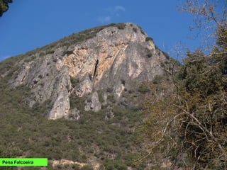Pena Falcoeira
 