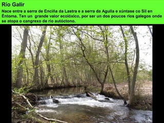 Río Galir
Nace entre a serra de Enciña da Lastra e a serra da Agulla e xúntase co Sil en
Éntoma. Ten un grande valor ecolóxico, por ser un dos poucos ríos galegos onde
se atopa o cangrexo de río autóctono.
 