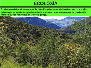 É unha zona de transición entre as Rexións Eurosiberiana e Mediterránea polo que acolle
unha ampla variedade de especies animais e vexetais raras, ameazadas e de distribución
marxinal ou moi restrinxida en territorio galego.
ECOLOXÍA
 