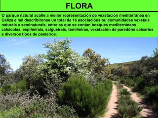 FLORA
O parque natural acolle a mellor representación de vexetación mediterránea en
Galiza e nel describíronse un total de 16 asociacións ou comunidades vexetais
naturais e seminaturais, entre as que se contan bosques mediterráneos
calcícolas, espiñeirais, salgueirais, tomiñeiras, vexetación de paredóns calcarios
e diversos tipos de pasteiros.
 