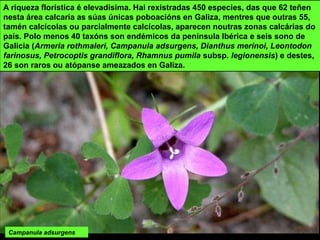A riqueza florística é elevadísima. Hai rexistradas 450 especies, das que 62 teñen
nesta área calcaria as súas únicas poboacións en Galiza, mentres que outras 55,
tamén calcícolas ou parcialmente calcícolas, aparecen noutras zonas calcárias do
país. Polo menos 40 taxóns son endémicos da península Ibérica e seis sono de
Galicia (Armeria rothmaleri, Campanula adsurgens, Dianthus merinoi, Leontodon
farinosus, Petrocoptis grandiflora, Rhamnus pumila subsp. legionensis) e destes,
26 son raros ou atópanse ameazados en Galiza.
Campanula adsurgens
 