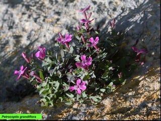 Petrocoptis grandiflora
 