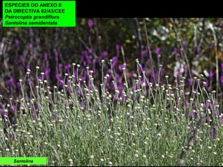 ESPECIES DO ANEXO II
DA DIRECTIVA 92/43/CEE
Petrocoptis grandiflora
Santolina semidentata
Santolina
 