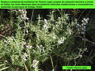 Destaca a presenza de tomiñeiras de Thymus zygis, propias do subsector berciano e únicas
en Galiza, así como diferentes tipos de pasteiros calcícolas mediterráneos e orocantábricos,
presentes na parroquia de Oulego, Rubiá.
Tomelo (Thymus zygis)
 