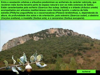 Entre a vexetación arbórea e arbustiva predominan os aciñeirais de carácter calcícola, que
recobren máis dunha terceira parte do espazo natural e son os máis extensos de Galiza.
Están caracterizados pola aciñeira (Quercus ilex subsp. ballota) e o érbedo (Arbutus unedo)
acompañados por arbustos mediterráneos como Genista hystrix, o aderno de folla
estreita (Phillyrea angustifolia) ou o escornacabras (Pistacia terebinthus), e, dependendo da
altura, da profundidade dos solos e da orientación, pola sobreira (Quercus suber), a abeleira
(Corylus avellana), o mostallo (Sorbus aria), e o cancereixo (Sorbus aucuparia).
Aciñeiral
 