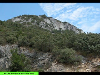 Aciñeiras sobre rochas calcárias
 