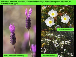 Nos claros aparecen a lavanda (Lavandula stoechas) e diferentes especies de xaras ou
estevas (Cistus spp.).
Arzaia (Lavandula stoechas) Cistus laurifolius
Cistus salvifolius
 