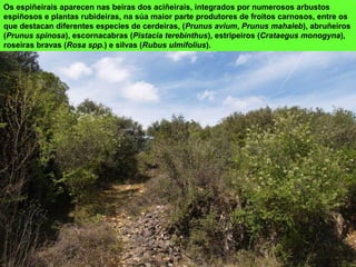 Os espiñeirais aparecen nas beiras dos aciñeirais, integrados por numerosos arbustos
espiñosos e plantas rubideiras, na súa maior parte produtores de froitos carnosos, entre os
que destacan diferentes especies de cerdeiras, (Prunus avium, Prunus mahaleb), abruñeiros
(Prunus spinosa), escornacabras (Pistacia terebinthus), estripeiros (Crataegus monogyna),
roseiras bravas (Rosa spp.) e silvas (Rubus ulmifolius).
 