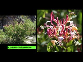 Chuchamel (Lonicera etrusca)
 