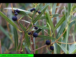 Lentella, oliviña (Phillyrea angustifolia)
 