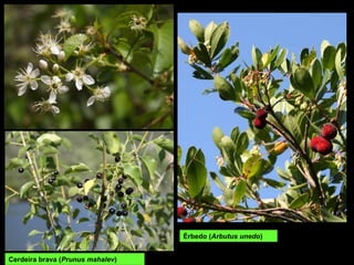 Érbedo (Arbutus unedo)
Cerdeira brava (Prunus mahalev)
 