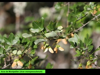 Arce de Montpellier (Acer monspessulanum)
 